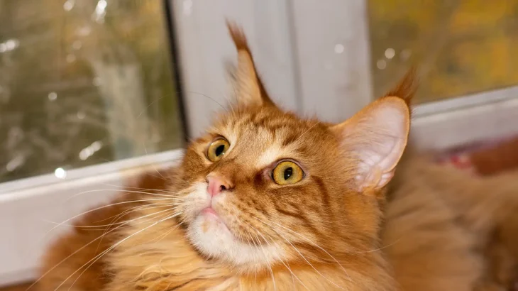 Somalijski Cat photo