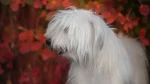 South Russian Ovtcharka Dog photo