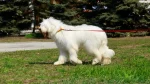 South Russian Ovtcharka Dog photo