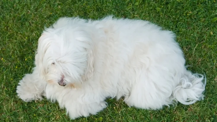 South Russian Ovtcharka Dog photo