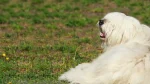 South Russian Ovtcharka Dog photo