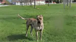 Spanish Alano Dog photo