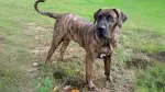 Spanish Alano Dog photo
