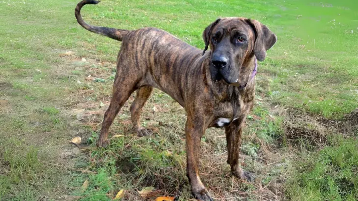 Spanish Alano Dog photo