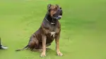 Spanish Alano Dog photo