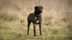Spanish Alano Dog photo