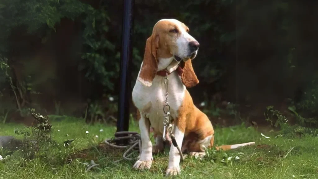 Spanish Hound Dog photo