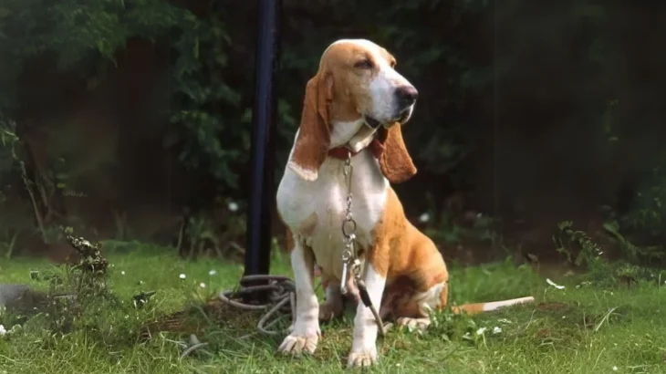 Spanish Hound Dog photo
