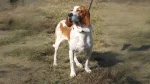 Spanish Hound Dog photo