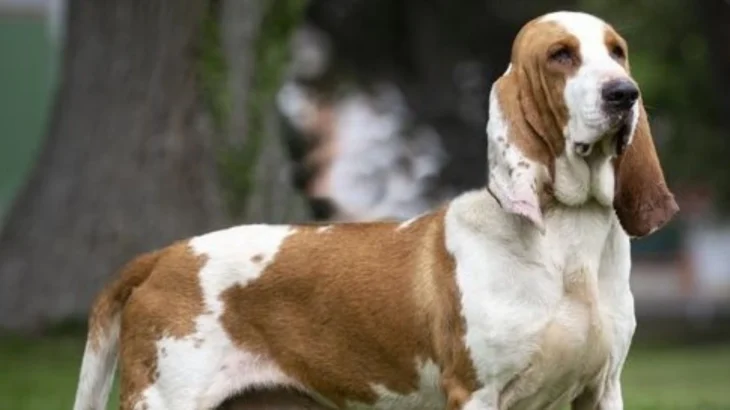 Spanish Hound Dog photo