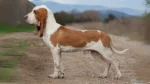 Spanish Hound Dog photo