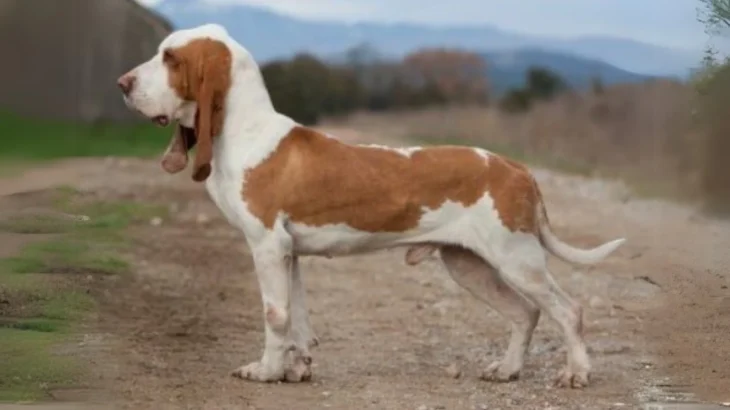 Spanish Hound Dog photo