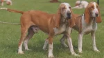 Spanish Hound Dog photo