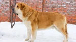 Spanish Mastiff Dog photo