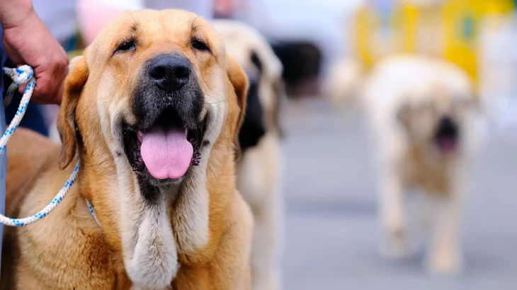 Spanish Mastiff Dog photo