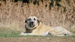 Spanish Mastiff Dog photo