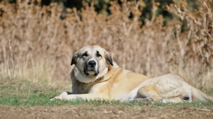 Spanish Mastiff Dog photo