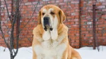 Spanish Mastiff Dog photo