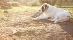 Spanish Mastiff Dog photo