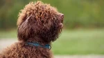 Spanish Water Dog Dog photo