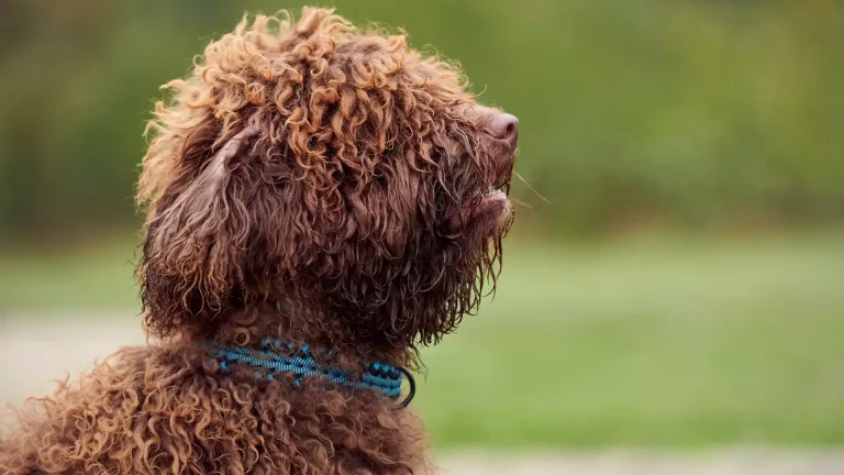 Spanish Water Dog Dog photo