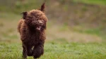 Spanish Water Dog Dog photo