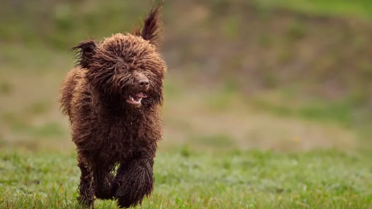 Spanish Water Dog Dog photo
