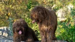 Spanish Water Dog Dog photo