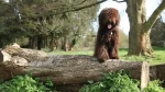 Spanish Water Dog Dog photo