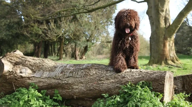 Spanish Water Dog Dog photo
