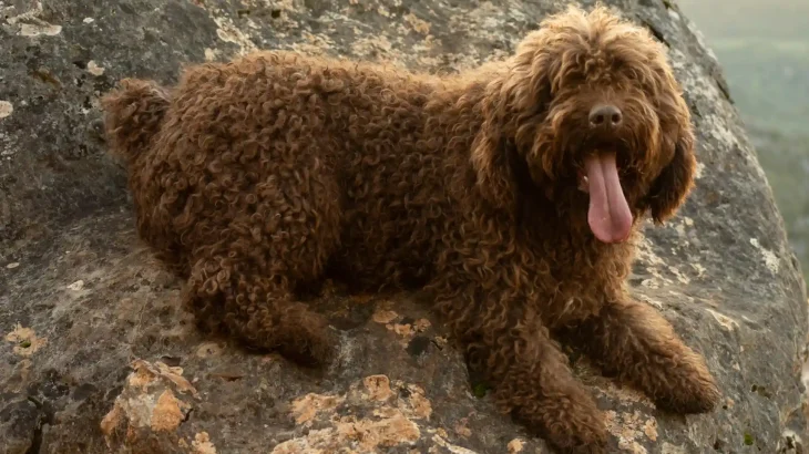 Spanish Water Dog Dog photo