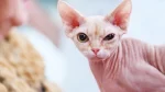 Sfinks Cat photo