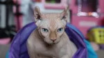 Sfinks Cat photo
