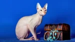 Sfinks Cat photo