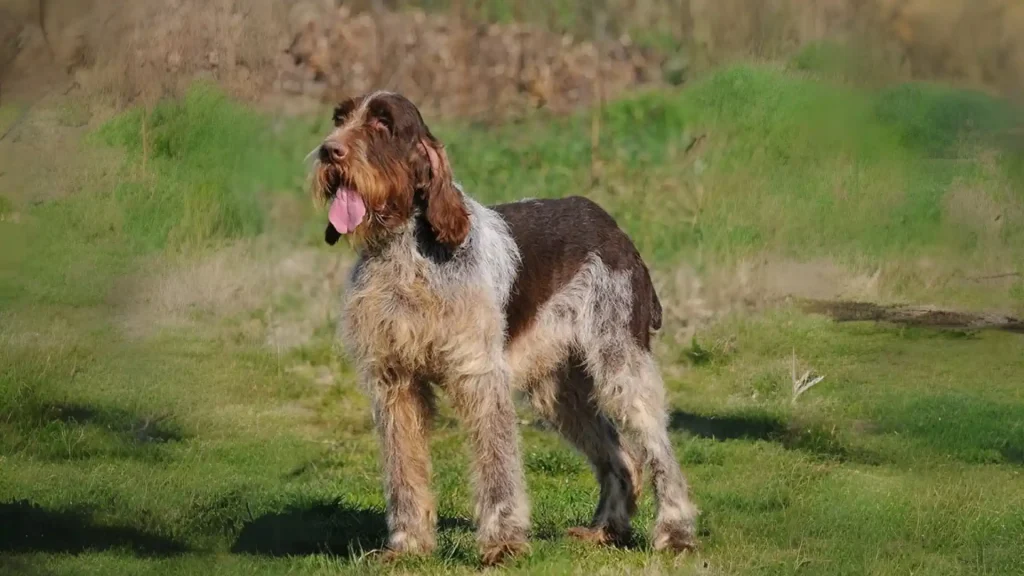 Spinone Italiano Dog photo