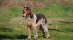 Spinone Italiano Dog photo