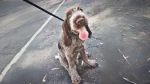 Spinone Italiano Dog photo