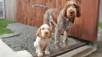 Spinone Italiano Dog photo