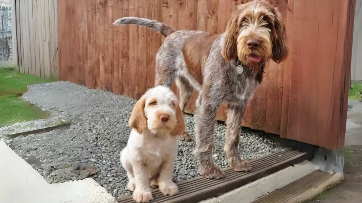 Spinone Italiano Dog photo