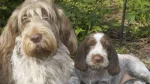 Spinone Italiano Dog photo