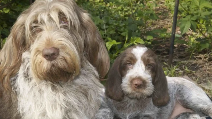 Spinone Italiano Dog photo