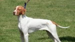 St. Germain Pointing Dog Dog photo