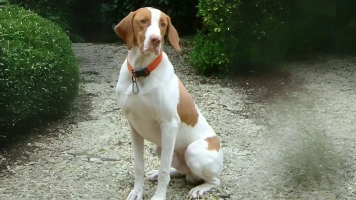 St. Germain Pointing Dog Dog photo