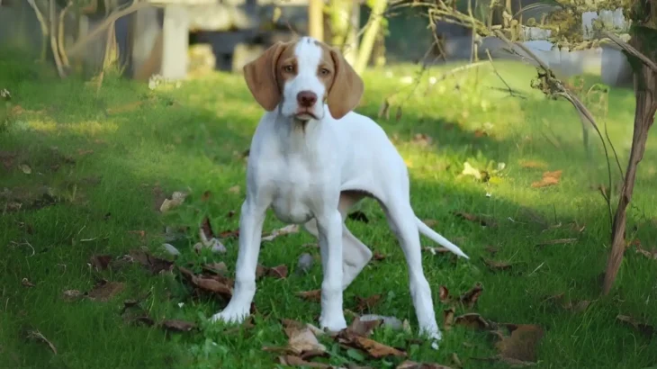 St. Germain Pointing Dog Dog photo