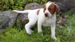 St. Germain Pointing Dog Dog photo