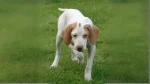 St. Germain Pointing Dog Dog photo