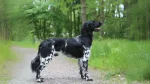 Stabyhoun Dog photo