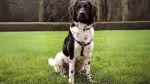 Stabyhoun Dog photo