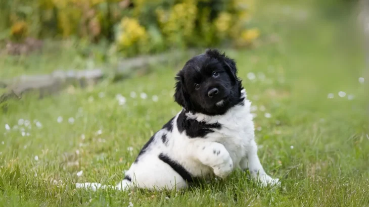 Stabyhoun Dog photo