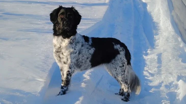 Stabyhoun Dog photo